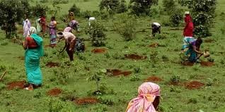 Tree plantation